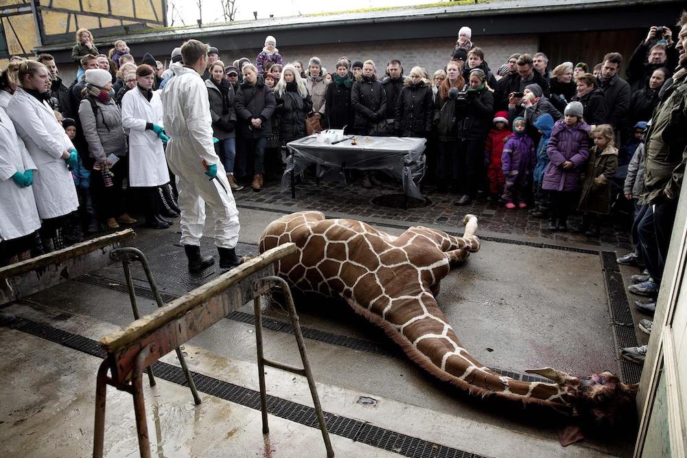 The Reality of Zoos Is Even Worse Than You Think – Veganista